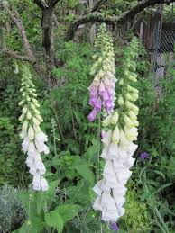Image result for Digitalis purpurea alba/ red spots
