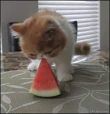 Pancake Kitten Eating A Delicious Watermelon Placed High Up On The Dining Table Cute And Precious More Amazing Cat Gifs Kittens Funny Cat Gif Kitten Gif