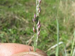 Image result for Panicum coloratum
