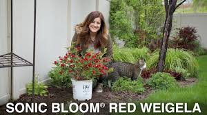 Maybe you would like to learn more about one of these? Sonic Bloom Red Weigela Garden Answer Youtube