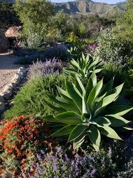 Pin By Whitney Watts On Landscaping Mediterranean Landscaping Mediterranean Garden Drought Tolerant Garden