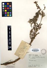 Image result for Smithia erubescens