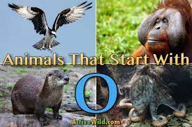 In the english language, animals have different names depending on whether they are male,. Animals That Start With O List Of Amazing Animals Beginning With O
