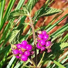 Image result for Lantana rugosa