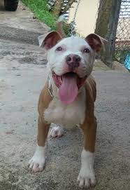 I Don T Care How Many Plush Pitbull Toys You Make You Ll Never Come Close To Matching The Cute Quotient Of This Fella Pitbulls Pitbull Puppies Pitbull Dog