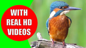 Bird Songs For Kids Bird Sounds For Kids Part 1 Bird Identification Children Learn Common City Birds And Fowls Bird Identification Birds For Kids Songs For Toddlers