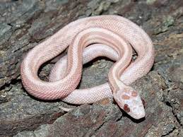 Hypo Lavender Corn Snake Corn Snake Pet Snake Cute Snake