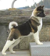 15 most popular akita dog pictures akita dog akita puppies dog breeds