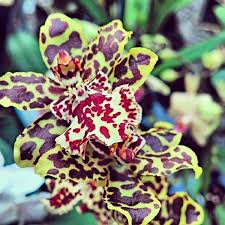 Maybe you would like to learn more about one of these? Florist Row Saint Louis Historic Flower District St Louis Mo