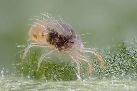Image result for spotted spider mite