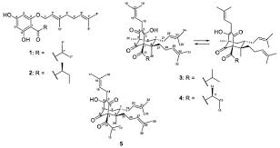 Image result for Hypericum peplidifolium