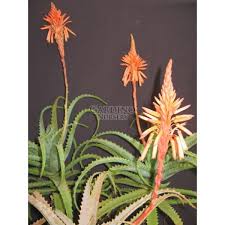 Image result for Aloe arborescens × musapana