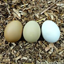 Maybe you would like to learn more about one of these? Getting To Know Olive Egger Chickens Backyard Poultry