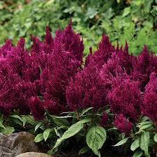 Image result for Celosia