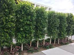 At flowering i gave t a spray of water with 10% honey from the hives down the back. Hedging Plant Suggestions Please Bunnings Workshop Community