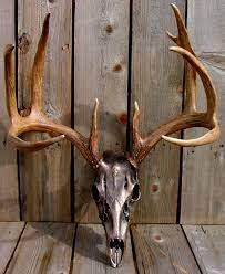Pin By Alexis Underwood On Crafts Deer Skulls Antler Art Deer Decor