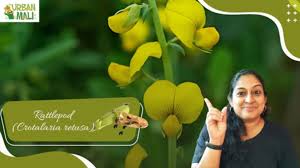 Image result for Crotalaria rhodesiae