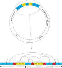 The model organism for studying lysogeny is the lambda phage. Lambda Phage Genetic Switch As A System With Critical Behaviour Sciencedirect