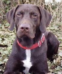 German Sorthaired Pointer And Lab Mix German Shorthaired Lab His Dad Is A Purebred German Shortha German Shorthaired Pointer German Shorthair Hybrid Dogs