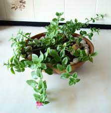 Rosinha de sol, ou aptenia, é uma linda planta rasteira e suculenta! Rosinha De Sol Aptenia Cordifolia Plantas Suculentas Casas Com Jardim De Fadas Jardins Pequenos