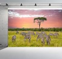 Amazon.com : CHNYWORK 5ftx4ft Africa Safari Zebras Backdrop ...