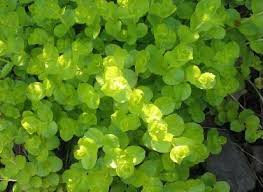 Image result for Lysimachia djalonis