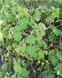 Image result for Solanum viarum
