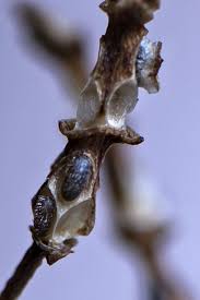 Image result for Salicornia perrieri