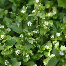 I like them because they bloom early before other plants have started. Chickweed Vialii Gardens