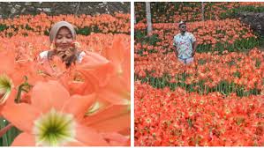 Kebun bunga amarilis jogja ini berada di kabupaten gunung kidul. Taman Bunga Amarilis Di Jogja Mekar Lagi Datang Dan Foto Foto Boleh Ngerusak Jangan
