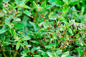 Image result for Amaranthus spinosus