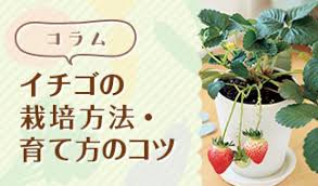 初心者向け イチゴの栽培方法 育て方のコツ 特集 読みもの サカタのタネ 家庭菜園 園芸情報サイト 園芸通信