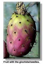 Learn more about prickly pear cactus uses, benefits, side effects, interactions, safety concerns, and effectiveness. Prickly Pear Cactus Sweets And Treats Desertusa