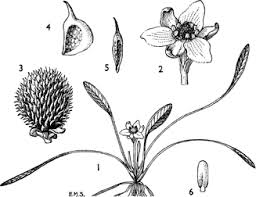 Image result for Ranalisma