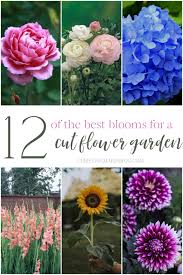 Best cut flowers for bouquets. Best Picks For A Cut Flower Garden Christina Maria Blog