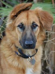 As this breed is not a pure bred dog, every litter will differ significantly. 17 Adorable German Shepherd Mixes Top Of Their Class Mixed Breeds