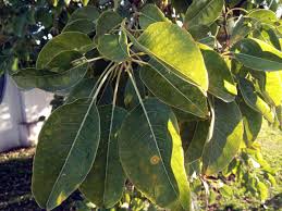 Image result for Phytolacca dioica