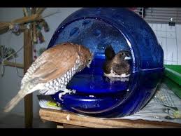 Bird Bath For Budgie Cage Zebra Finches First Bath Youtube Budgies Bird Pet Bird Cage Vision Bird Cage