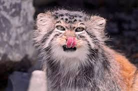 Манул (felis manul или otocolobus manul) — это дикое животное, принадлежащее к семейству кошачьих и подсемейству малых кошек. Manul Kot Pobedivshij Vremya
