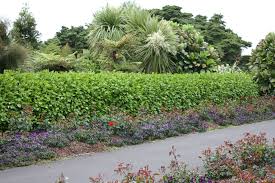 They are hardy and versatile and, as such, are great as edgings, for wall gardens, and rockeries. Griselinia Littoralis