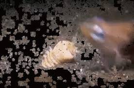 This Worm Will Haunt Your Nightmares Gif On Imgur Unusual Animals Nightmare Animals