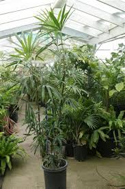 Get bigger, better, leafier plants delivered from our greenhouse to your house. Online Nursery Offering Plants Online Through Our Web Nursery
