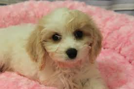 Puppy barn is now under new ownership. Cavapoo Puppies In New Jersey New Jersey Puppies Breeders Club Cavapoo Puppies Cavalier King Charles Cavapoo