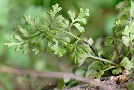 Image result for Anogramma leptophylla