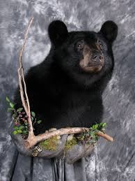 Award Winning Black Bear Shoulder Mount Black Bear Shoulder Mount With Wall Black Bear Hunting Bear Mounts Bear Hunting