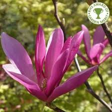 Small tree with purple flowers in summer. Blue Purple Flowering Trees Ornamental Trees Ltd