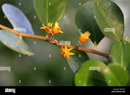 Image result for Pterocelastrus