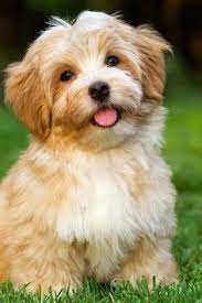 havanese dog breed facts and information wag dog walking havaneser hund hunderassen susseste haustiere