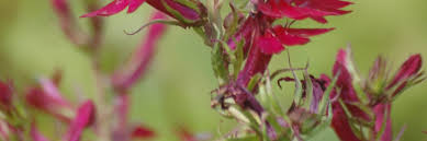 Rt 39 (rt 37) new fairfield, ct stati uniti. Falls Village Flower Farm Choice Perennials