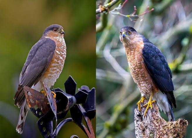 Species Spotlight: Cooper's Hawk and Sharp-shinned Hawk - Friends of Malheur NWR